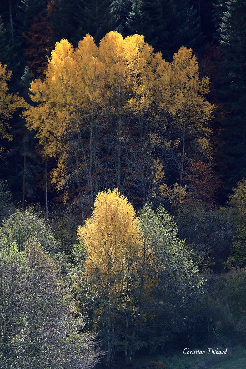 D'or, parer la forêt ...  Auvergne