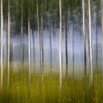 Au-delà des arbres ...