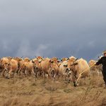 La belle Aubrac ... (Aubrac)