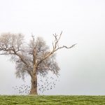 Danser l'arbre ... (La Réorthe)