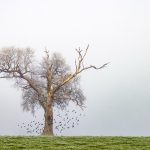 Danser l'arbre ... (La Réorthe)